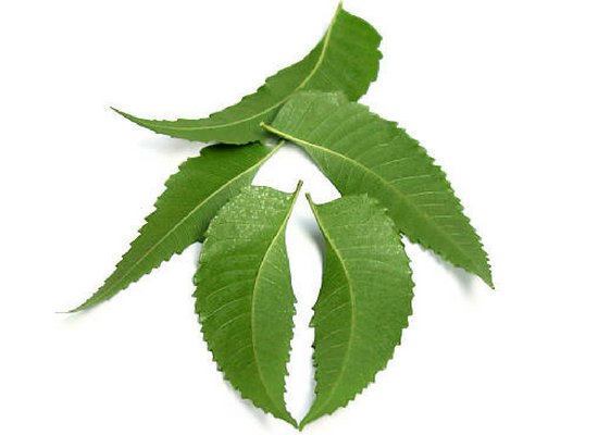 Neem leaves