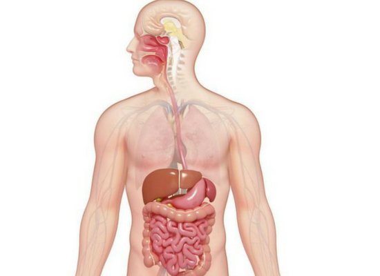 digestive system