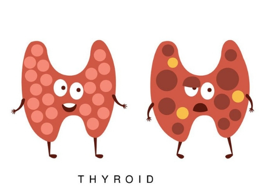 Regulates thyroid levels
