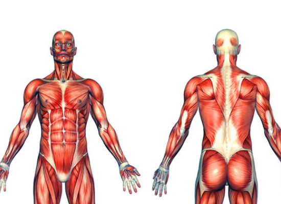 body muscles
