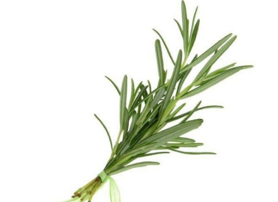 Rosemary herbs