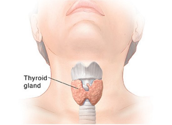 thyroid level stable