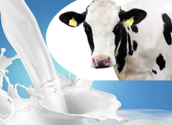Cow’s milk