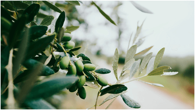 Olive oil