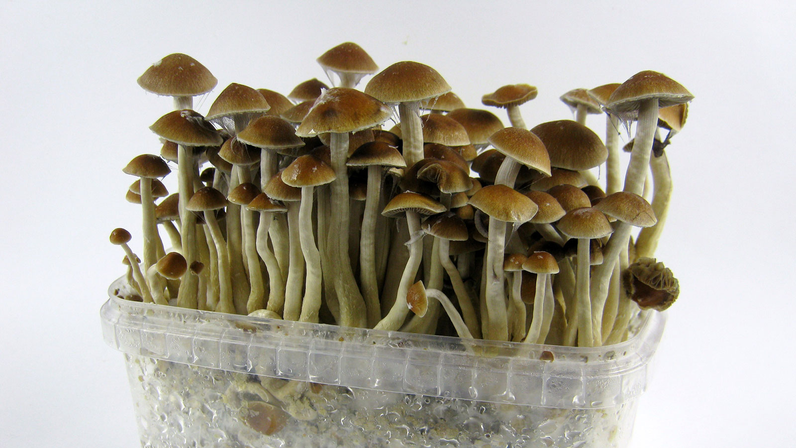 Growing Magic Mushrooms? Here’s What to Know. ?>