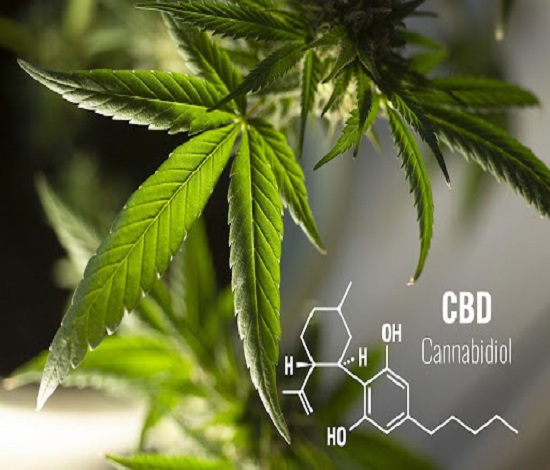 Is CBD A Novel Treatment For Marijuana Addiction.