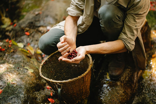 Foraging Food to Improve Your Life